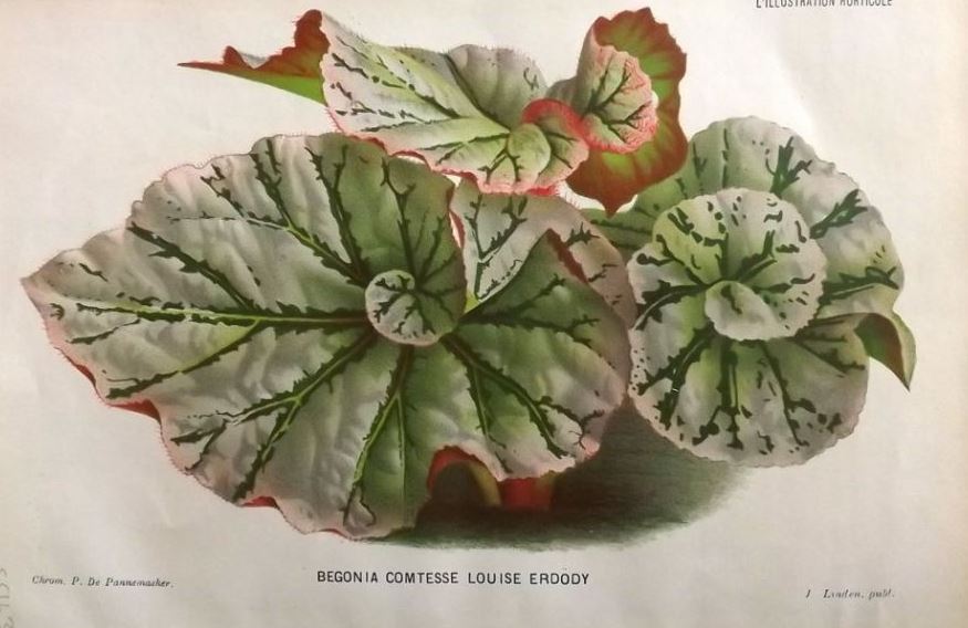 B. ‘Countess Louise Erdody’